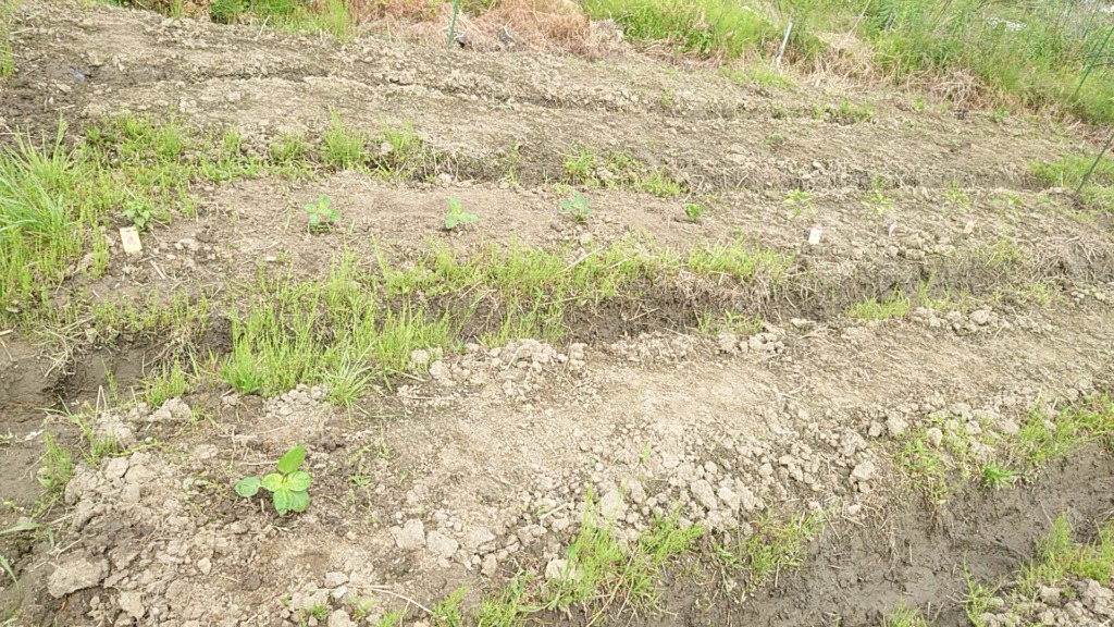 唐辛子類植え付け